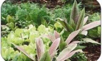Mini-curso Cultivo Ecológico de Hortas e Jardins em Pequenos Espaços
