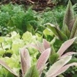 curso-hortas-150x150