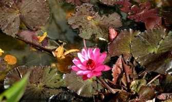 Curso de Meditação das Rosas, de 2 a 4 de novembro, no Sítio Terra Pura