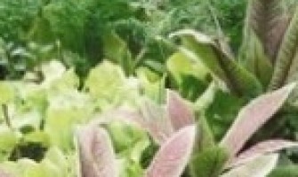 Mini-curso ‘Cultivo Ecológico de Hortas e Jardins em Pequenos Espaços’ dia 28/07