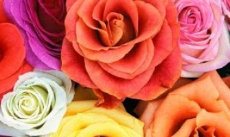 Curso ‘Meditação das Rosas e Reiki 1’ dias 21, 22 e  23 de março no Recife