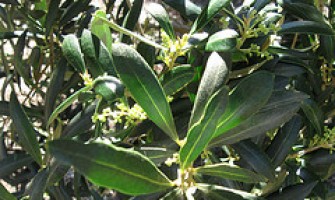 As mil propriedades do extrato de folhas de azeitona: benefícios e preparação