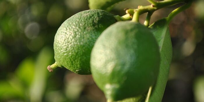 Dicas de limpeza com produtos naturais