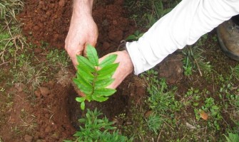 Campanha Plante uma Árvore realiza plantios na Serra da Gandarela (MG)