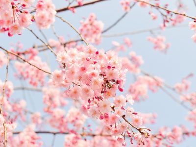 Ritual de beleza: SPA de Primavera