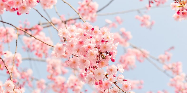 Ritual de beleza: SPA de Primavera