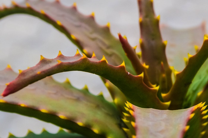 Babosa (Aloe vera). Foto: Thangaraj Kumaravel (licença Creative Commons)