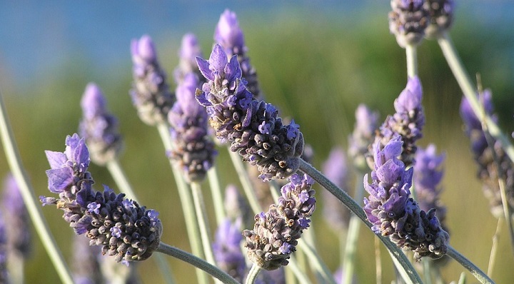 Flower Purple Natural Herbal Field Plant Lavender