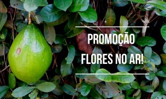 Portal Flores no Ar oferece descontos em divulgações no mês de abril