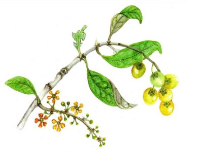 ‘Cordel de Plantas Medicinais do Cerrado’ está disponível para leitura e download gratuito